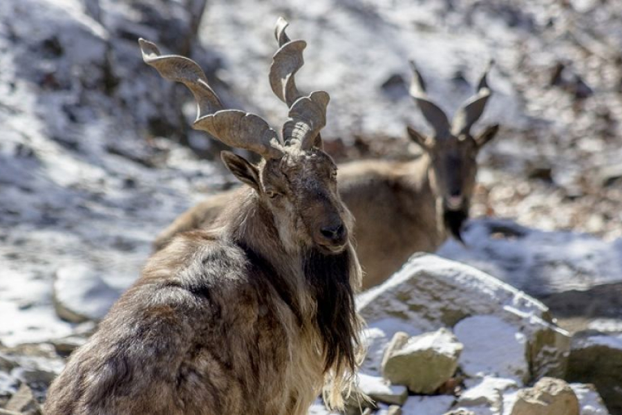 American bags season's first markhor in Chitral